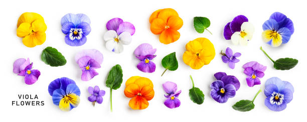 istock Spring viola pansy flowers collection isolated on white background 1467236567