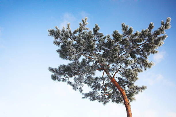 Frozen tree in winter stock photo