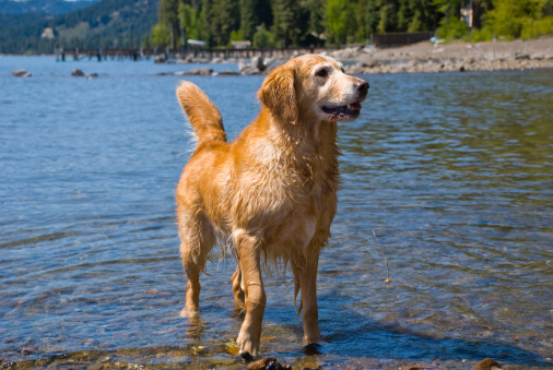Dog is walking in the water
