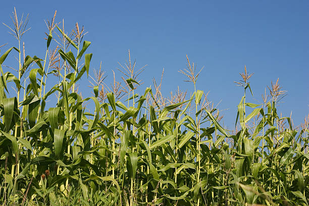 corn stalks 2 stock photo