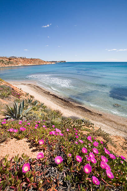 istock Pink Flowers on Cliff Top in Costa Blanca 146723792