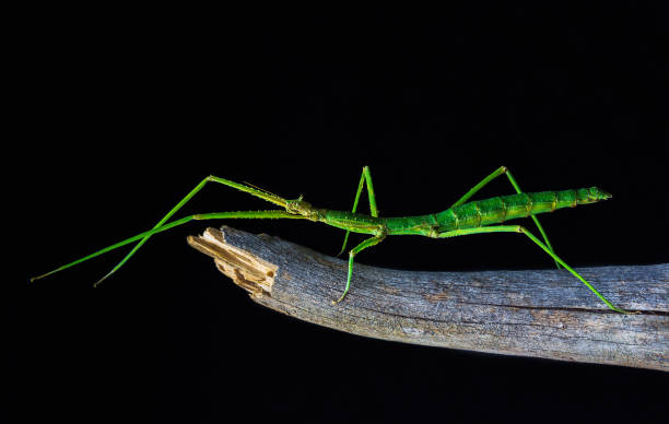 Green walking stick, stick bug, phobaeticus serratipes standing on tree branch with black background. Macro animal, nature background