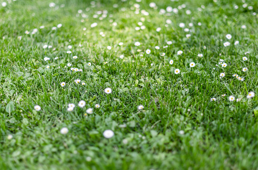 Common daisies (Bellis perennis) and green grass background