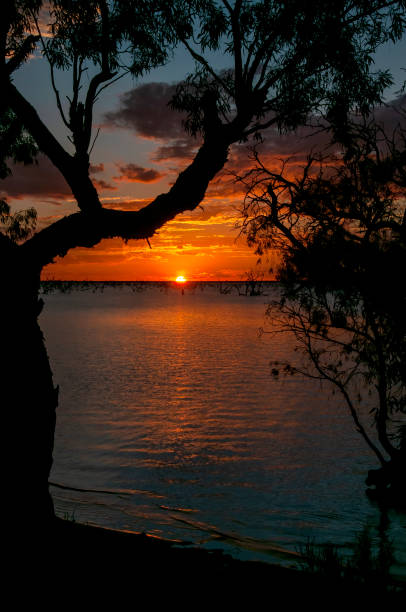 istock Sunset framed by silhouette of tree branch 1467239659