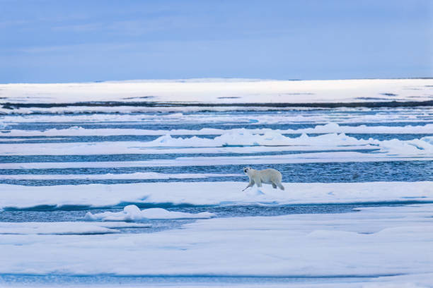 istock Polar bear walking at the ice in Arctic 1467239850