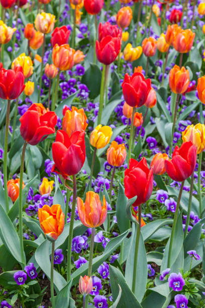 istock Flowerbed with flowering Tulips 1467240007