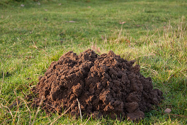 freshly turned up soil forming a new mole hill on the grass.