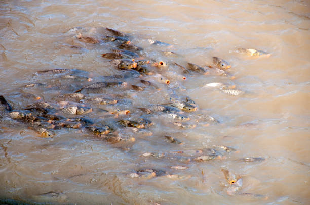 The Cyprinus carpio, known as Eurasian carp, European carp, or common carp, is a widespread freshwater fish of eutrophic waters in lakes and large rivers in Europe and Asia. The native wild populations are considered vulnerable to extinction but the species has also been domesticated and introduced  into environments worldwide, and is often considered a destructive invasive species.