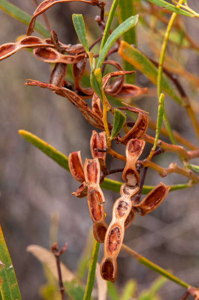 Scene from around the outback town of Menindee, Australia