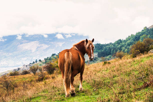 wild horses pasturing  on Mount Volturino during an autumnal day, Val d'Agri, Basilicata