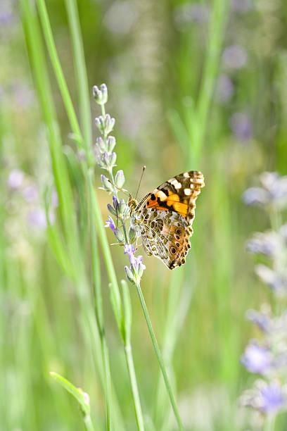 istock Orange Butterfly in French Lavender 146724323