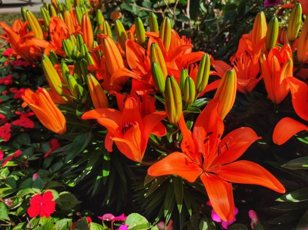 istock Lilium bulbiferum or orange lily, fire lily and tiger lily 1467243610