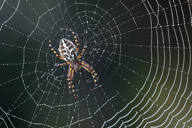 Spider in the middle of a silver web Spider spider web photos stock pictures, royalty-free photos & images