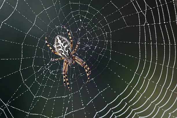 Photo of Spider in the middle of a silver web