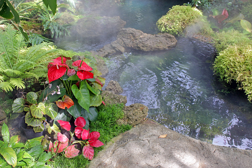 A red Anthurium Pandola plant and tropical plants growing on rocks at the edge of a man-made pond in a beautiful landscaped garden in southeast Asia.