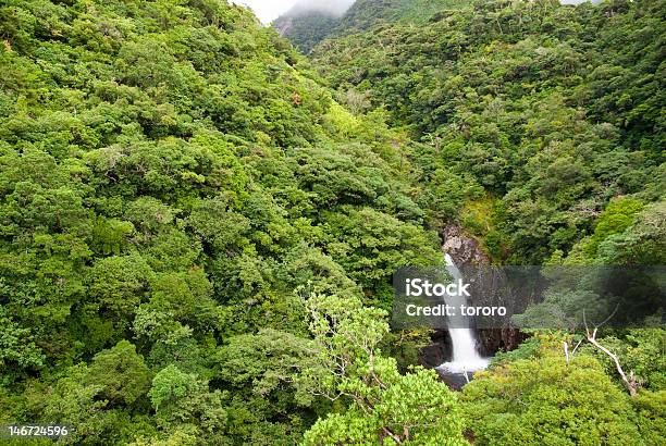 Cascata Na Floresta Profunda - Fotografias de stock e mais imagens de Ilha Yakushima - Ilha Yakushima, Ao Ar Livre, Aventura