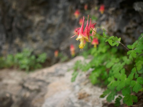 A vibrant red and white Columbine flower emerges from the surrounding foliage, its petals delicately cascading in the breeze