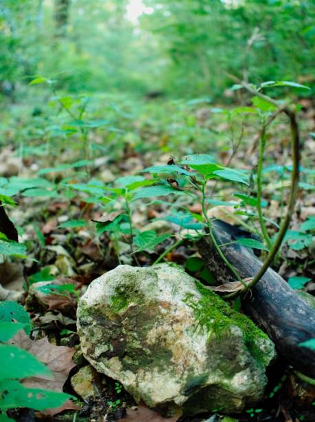 istock a plant with long stems grows over a large rock in the woods 1467246146