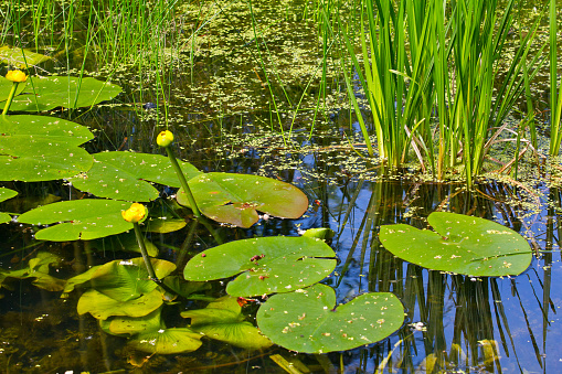 A closeup shot of water lilies, reeds, and marsh plants in the park