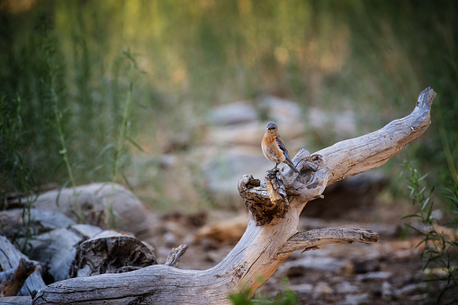 A small robin perching on a dried fallen tree in a forest
