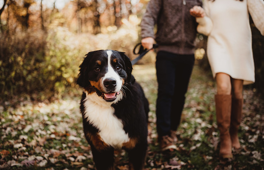 Couple walking their dog in autumn leaves