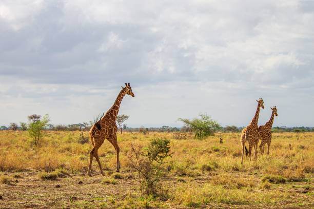 istock Herd of Giraffes on a savannah field under a cloudy sky 1467246787