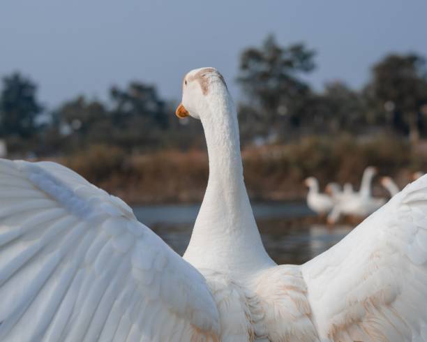 Closeup of a white Chinese goose, Anser cygnoides domesticus with open wings. A closeup of a white Chinese goose, Anser cygnoides domesticus with open wings. chinese goose stock pictures, royalty-free photos & images