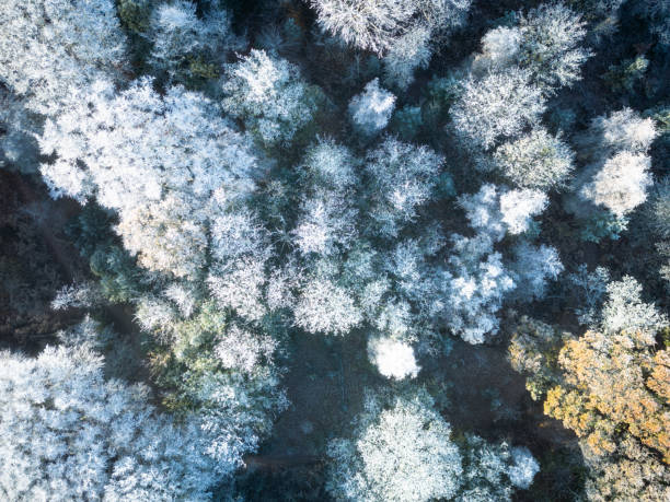 istock Drone top down view of a winter forest setting. 1467246805