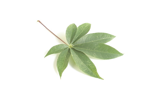 Ceiba pentandra leaf isolated on white background.common name Java cotton, Java kapok, silk-cotton,samauma,fromager,cottonlike