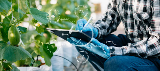 Smart farmer using application by tablet concepts modern vegetables and tomato at greenhouse. and visual icon.