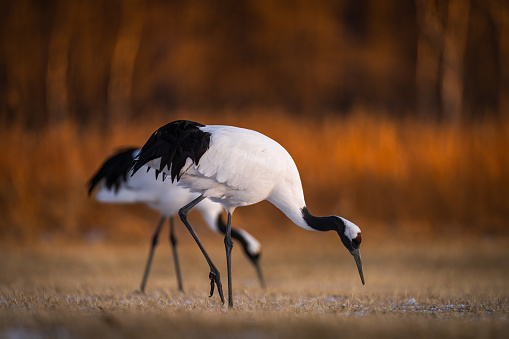 Closeup shot of two red-crowned cranes pecking grass in a field in Kushiro, Hokkaido
