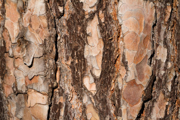 istock Closeup shot of dry tree bark texture 1467248153