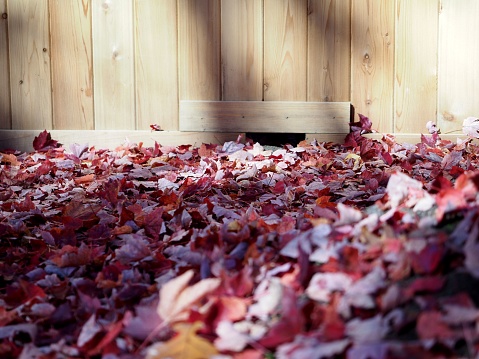 The red autumn foliage against the background of a wooden fence wall.