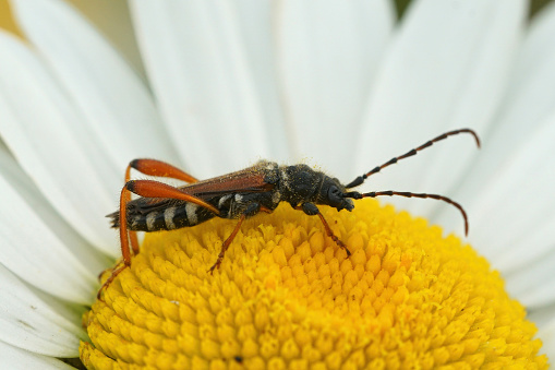 Closeup on a on small brown longhorn beetle, Stenopterus rufus, sitting on an Ox-eye daisy flower, Leucanthemum vulgare flower