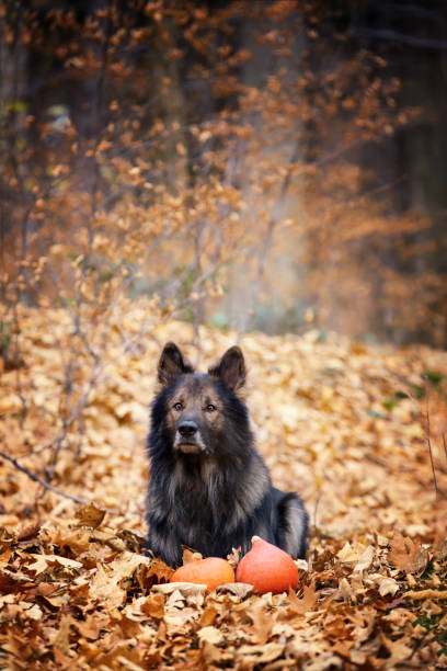 Outdoor photo sessions of purebred dogs. German Shepherd and Border Collie are friends. Training with purebred dogs