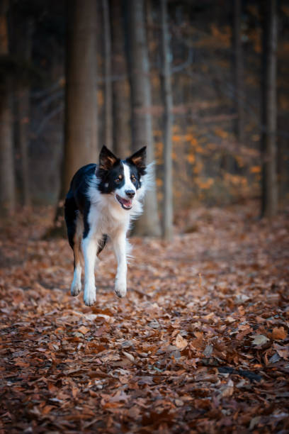 istock Purebred dogs German Shepherd and Border Collie 1467248600