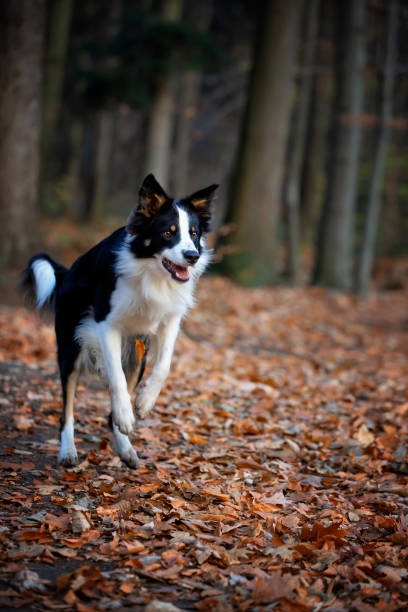 istock Purebred dogs German Shepherd and Border Collie 1467248694