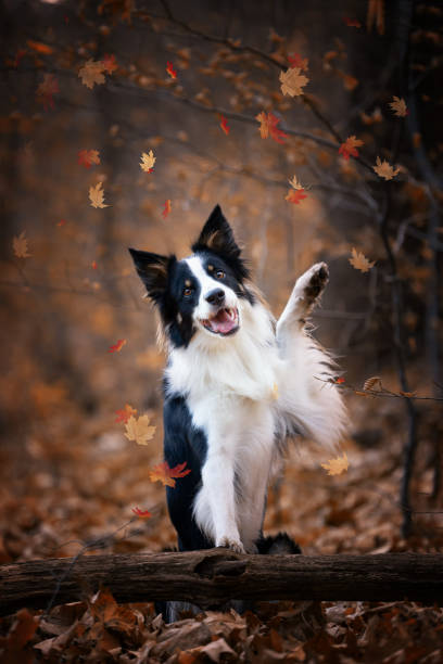 istock Purebred dogs German Shepherd and Border Collie 1467248762