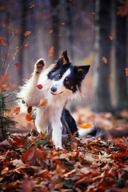 istock Purebred dogs German Shepherd and Border Collie 1467248773