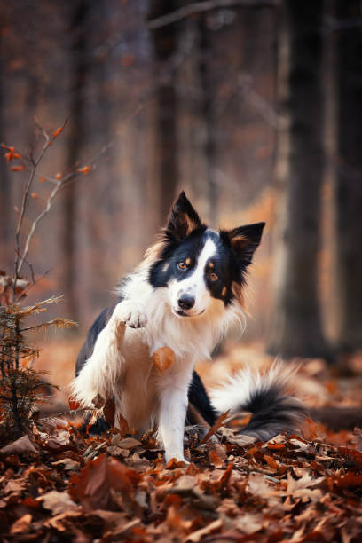 istock Purebred dogs German Shepherd and Border Collie 1467248796