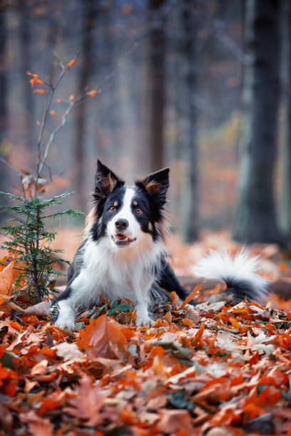 istock Purebred dogs German Shepherd and Border Collie 1467248801