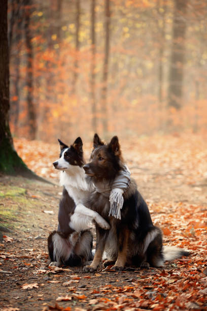 Outdoor photo sessions of purebred dogs. German Shepherd and Border Collie are friends. Training with purebred dogs