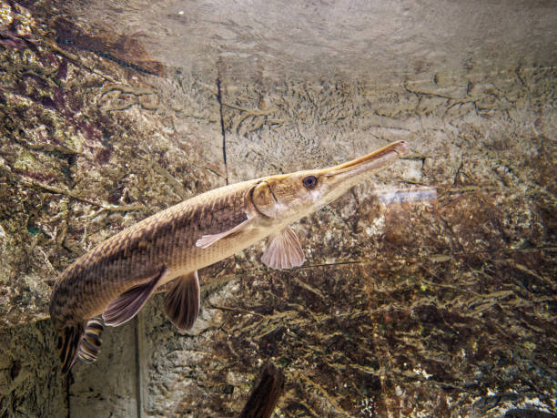 istock Huge Alligator Gar Close Up 1467249057