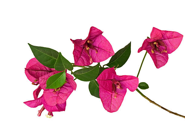 A bougainvillea with pink flowers on a white background stock photo