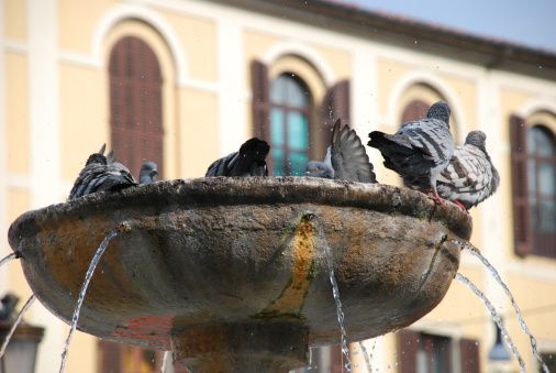 Pigeons bathing in fountain in Rome Italy