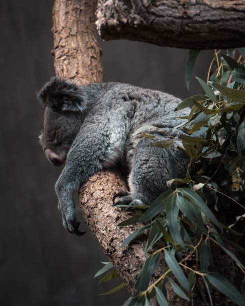 istock Vertical shot of a Koala sleeping hugging the tree branch 1467250476