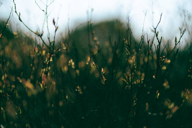 Selective focus shot of branches with buds