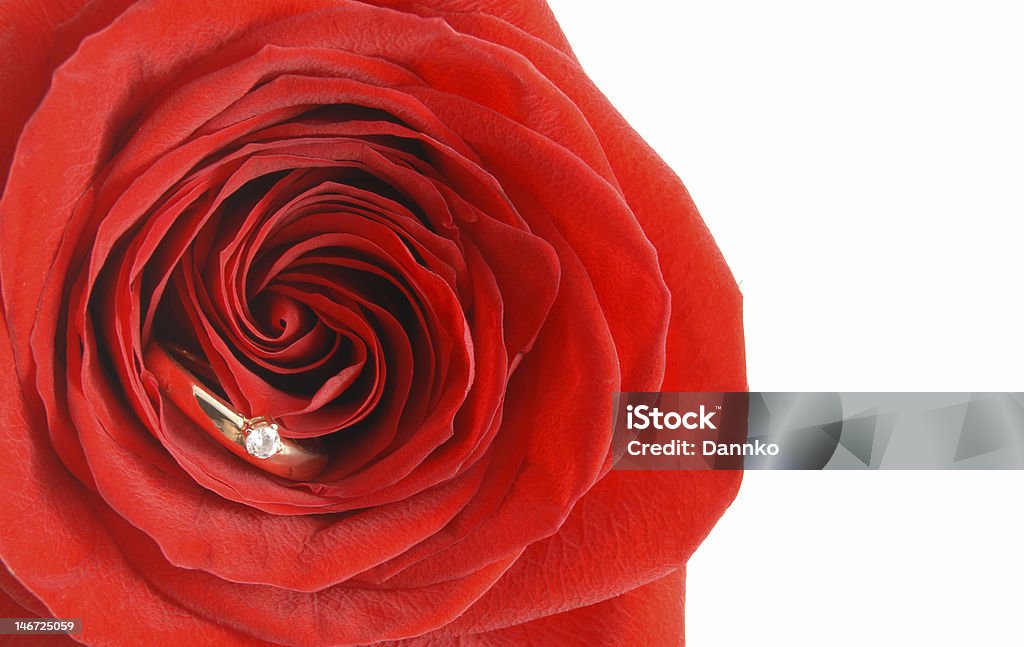 Anel no rose - Foto de stock de Amor royalty-free