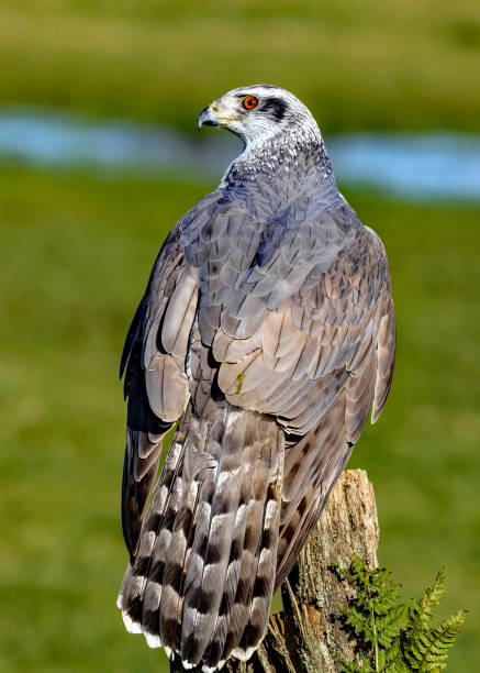 istock Northern goshawk perched on an old tree stump with a green background 1467250635