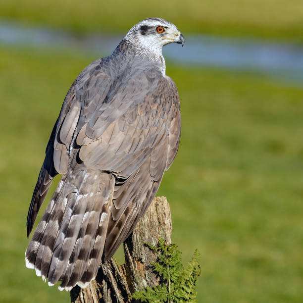 istock Northern goshawk perched on an old tree stump with a green background 1467250638